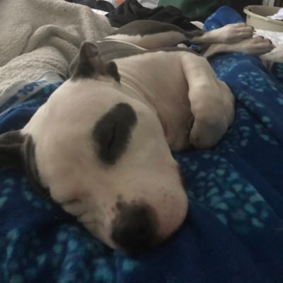 tatianapiege's profile picture. 