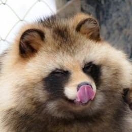 tanuki daさんのプロフィール画像
