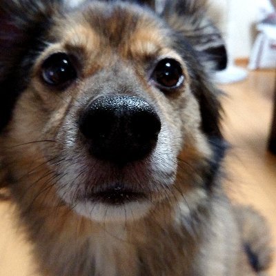 可愛いワンちゃん巡回用。無言フォロー失礼します。宮崎県で保護された元野犬「陸」の写真を主に記録しています。