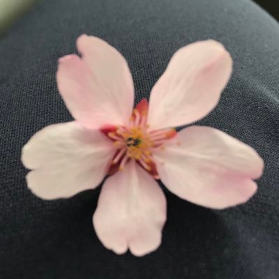 🍊まりみかん🍊さんのプロフィール画像