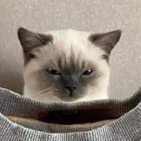 Dummy (@dummybh) 's Twitter Profile Photo Dummy (@dummybh) 's Twitter Profile Photo