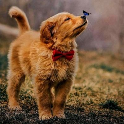 WonderfulW503's profile picture. #nature #animals #flowers #food #fruits  #love #art #culture #religions  #people #photo  #pictures #photograpy 🍃🐵🐶🌸🐦🌴🌻💫🌊

Pictures and videos.
