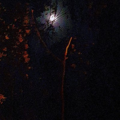 Cooper monkeyさんのプロフィール画像