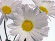 ropideayesmin's profile picture. I am a flowers of 
Mohammad Bayazeed Khan Panni (The Leader of The Time)
www.hezbuttawheed