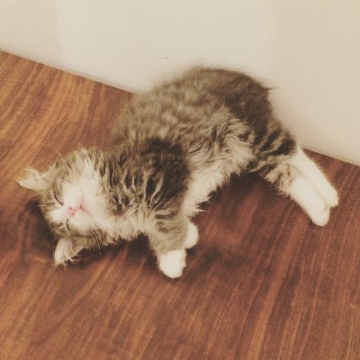 fukuhen_matsu's profile picture. 韓国語の学習書を企画・編集しています。
HANAの副編から編集長に昇格したけど、「ふくへん」という名前が気に入っているので「ふくへん編集長」って呼んでください。
90年代韓国歌謡とミュージカルとお酒が大好き。くるみの飼い主。ミュージカル俳優を目指す娘 #森田みなも の近況・宣伝も時々つぶやきます。