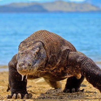 dico212's profile picture. Muve