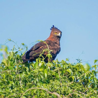 birdlifezim Profile Picture