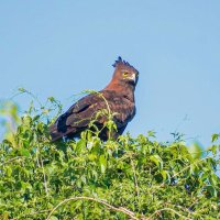 BirdLife Zimbabwe(@birdlifezim) 's Twitter Profile Photo