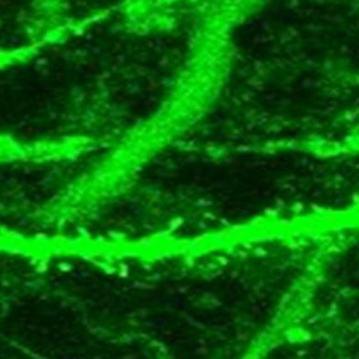 AnaNeurobiotec's profile picture. 