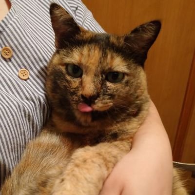 yuzu7sky's profile picture. 三重在住教育関係 成人済み
刀剣乱舞と猫と花好き
ヨルシカ/Ado/米津玄師/Mrs.GREEN APPLE🎼💕