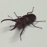 【株】マイスター (@esse_01) Twitter profile photo