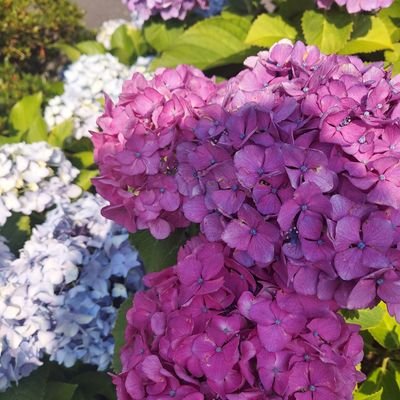 R5・10、夫、穏やかに永眠。看取れなかった後悔と死別の孤独と寂しさに苦しんでます。2回目の肺がん手術(扁平上皮癌)後の合併症で間質性肺炎と肺塞栓を患い、危篤を乗り越え仕事をしながらの闘病、間質性肺炎を抱えながら取り切れなかった癌は大きくなり、無治療で他界。
保育士になって数年、子どもに癒され何とか生きてます。