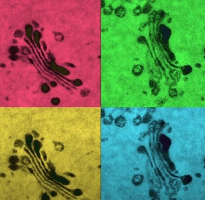 We bring friendly microscopy to the Brookes life sciences research community! No question is too small for us - we can