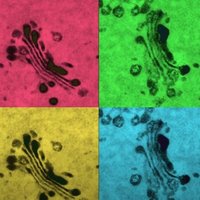 Oxford Brookes Centre for Bioimaging(@OBCBioimaging) 's Twitter Profile Photo