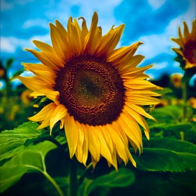 BrieBButler's profile picture. 