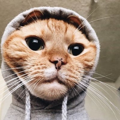 Anonymous | Lvl 20 | All these cat pictures are stolen. Enjoy.