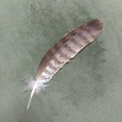 MONKO36526086's profile picture. 鳥見と自然が好きです