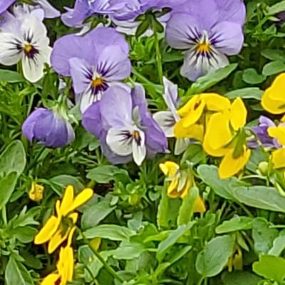 dianefd11's profile picture. 