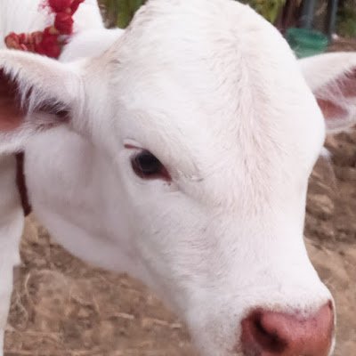 KirpaGau's profile picture. You know. I love twitter bios, always have and my bio? Tha  best' unbelievable you can't find a better 9ne other bios not good. Look at crooked Hillary's bio.