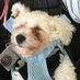 The_Bichon_Family (@mrsgold24) Twitter profile photo The_Bichon_Family (@mrsgold24) Twitter profile photo