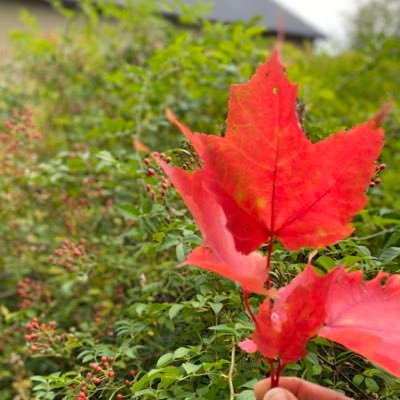 Carlyoke2Oke's profile picture. Environmental Scientist ll Data Analytics || Classical music enthusiast