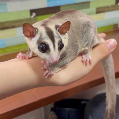 baby_momonga's profile picture. 👰‍♀️'93🤵‍♂️'90 24.6〜クリニック 体外からスタート🗓️ AMH2.8🐍△ 採卵①12個（凍結0、受精障害）→採卵②10個PICSI顕微受精2個凍結→移植①🧚心拍①クリア →卒業しました🌸 移動先 @meria_als