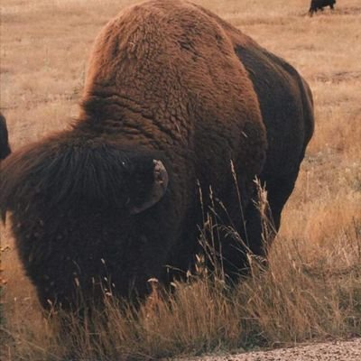 mayne_tp's profile picture. Lover of life.Hate political correctness.