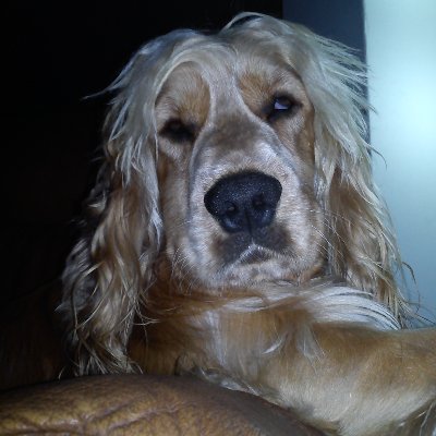 Papeladas1's profile picture. 