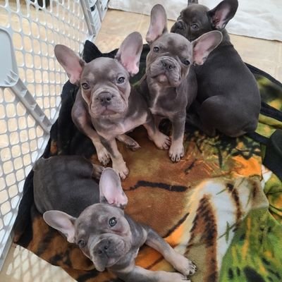 DOG lover, French Bulldog Breeder. Music lover, rock collector and archeology, earth sciences lover.