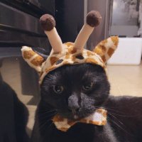 dracula (@dracula86220467) 's Twitter Profile