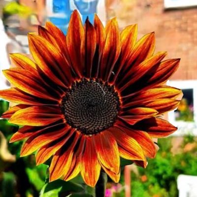 29🥀Pansexual🦋Sapiosexual✨ $lifeofrecey ⬇️ https://t.co/pIbJBnFGRB