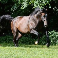 WOODFIELD FARM STUD🏆 (@woodfieldfarm1) 's Twitter Profile Photo