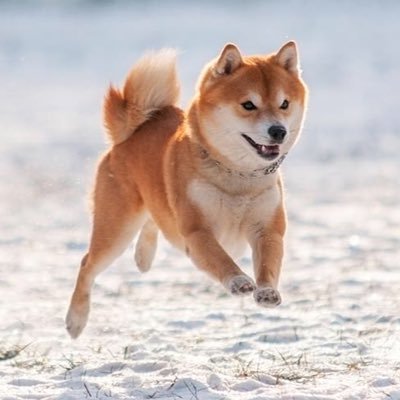 cryptonology11's profile picture. 