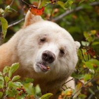 🇷🇼🐻‍❄️Welsh Rainforest Bear 🇷🇼🐻‍❄️(@ursine_meeting) 's Twitter Profile Photo