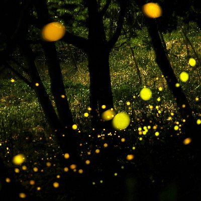 The Hudson Valley Firefly Project - Using community science to look at the impacts of artificial light and other human-related factors on fireflies