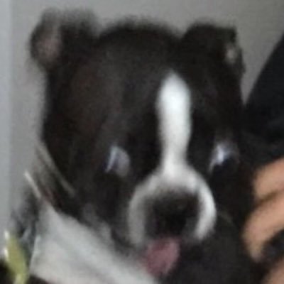 beerclinton's profile picture. I will eventually eat all the animals you see on this microblog.