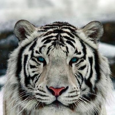 vickzcruiz's profile picture. Web3 enthusiast♧||Eyes on the prize🏆Love❤️ et light🤍
PharmD in view 💊