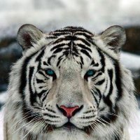 Victor (@vickzcruiz) 's Twitter Profile