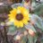 yufy2984