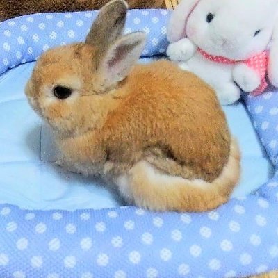 🐰ほわり（ネザー♂7歳🌈2015.12.28～23.7.8🌙16.2.11🏠）と🐱ふわ太（長足マンチカン♂11ヶ月23.5.17生8.18🏠)   娘👩息子🧑孫👧3歳❤🐰🐱好きの方よろしくお願いします😊  ウクレレ初心者🎸    #ほわりウクレレ　 #ふわ太ウクレレ🎶   ストスノ🎧