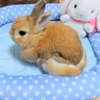 ほわり🐰🌈&ふわ太🐱 (@t21yuki) 's Twitter Profile