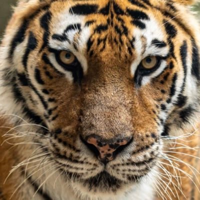 Manbeartiger11's profile picture. Centrist who dislikes extreme political vitriol & views, close-mindedness, doing nothing about crime, & lack of desire for win/win.