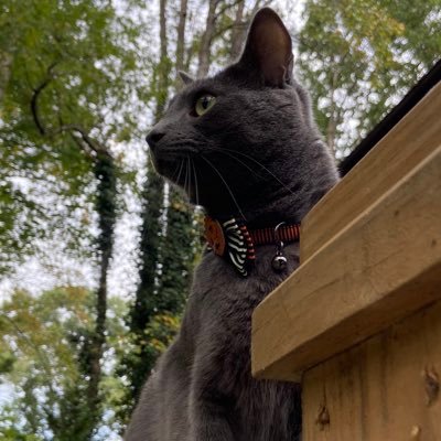 sunset_bleu's profile picture. Laughter is the language of the soul. #Resister #LoveisLove #Swiftie #ForeverSelena💜