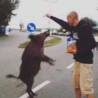 🐗🐗 30-50 FERAL HOGS 🐗🐗 🔜 FWA (@barkingcitys) 's Twitter Profile Photo