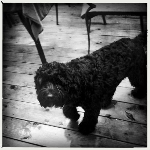 jaxonthepuppy's profile picture. I'm just a puppy. living a dogs life...