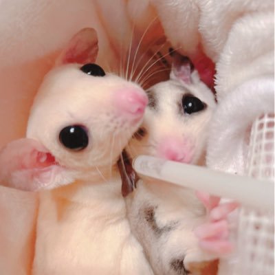 むぅふぅかいぬし🍑フクロモモンガさんのプロフィール画像