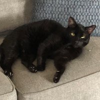 Kimmyluvarula (@kikashadow) 's Twitter Profile