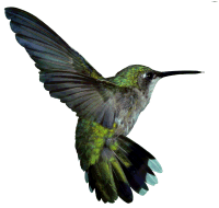 HummingBird112's profile picture. 