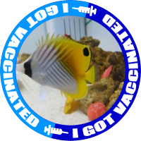butterflyfish (@butterfly91fish) Twitter profile photo