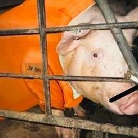 not a single-genocide voter🆘️💀🙌🏼🌎 (@agprogressusa) 's Twitter Profile
